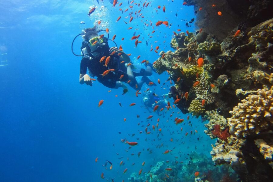 Excursie de Scufundări cu Barca la Ras Mohamed sau Insula Tiran (3)