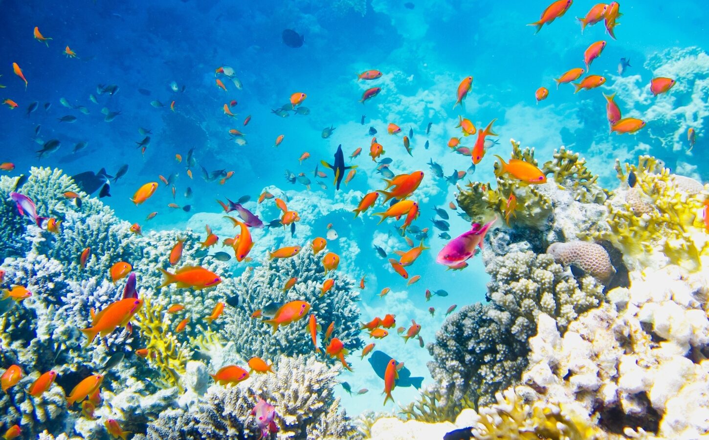 Tur de Snorkeling la Insula Utopia în Marsa Alam (2)