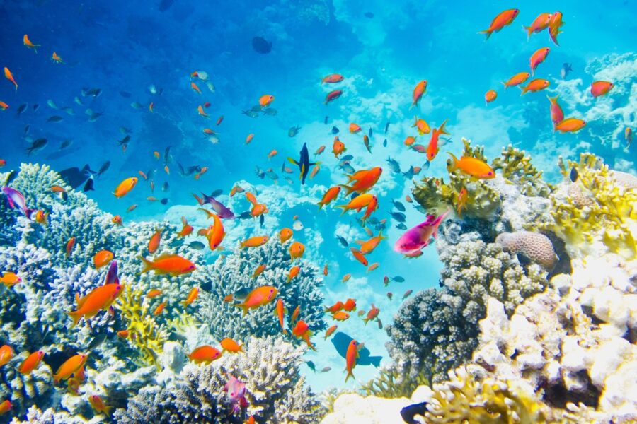 Tur de Snorkeling la Insula Utopia în Marsa Alam (2)