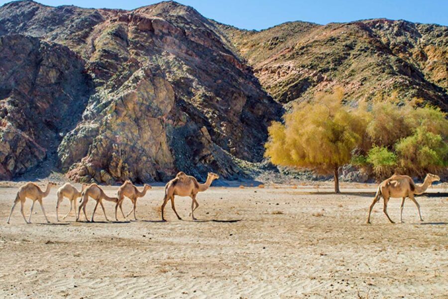 Tur în Parcul Național Wadi El Gemal din Marsa Alam